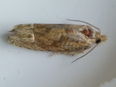 Eucosma ochrocephala