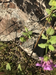 Lantana montevidensis