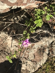 Lantana montevidensis