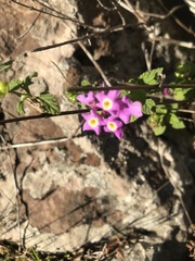 Lantana montevidensis