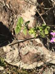 Lantana montevidensis