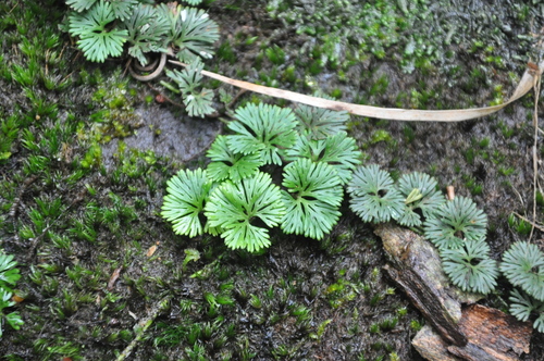 Lomariopsidaceae image
