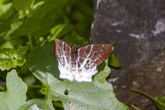 Odontoptilum pygela