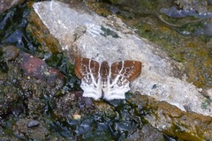 Odontoptilum pygela
