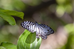 Graphium delessertii