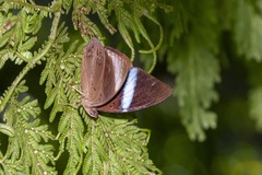 Amnosia decora