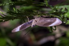 Amnosia decora