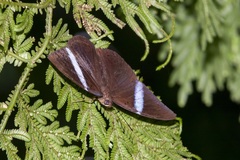 Amnosia decora