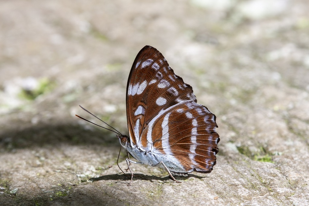 Athyma asura