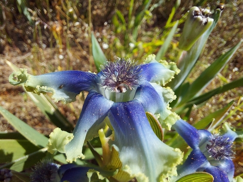 Ferraria uncinata
