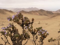 Nolana aplocaryoides