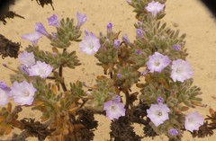 Nolana aplocaryoides