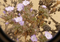 Nolana aplocaryoides