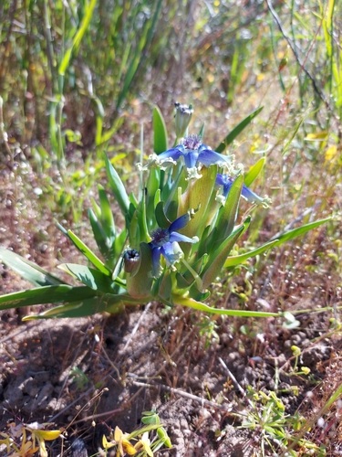 Ferraria uncinata