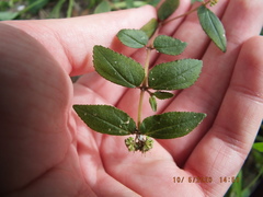 Euphorbia ophthalmica image