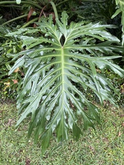 Thaumatophyllum bipinnatifidum