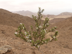 Cristaria integerrima