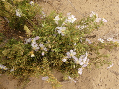 Cristaria integerrima