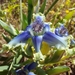 Blue Spiderlily - Photo (c) Jacques van der Merwe, some rights reserved (CC BY-SA), uploaded by Jacques van der Merwe