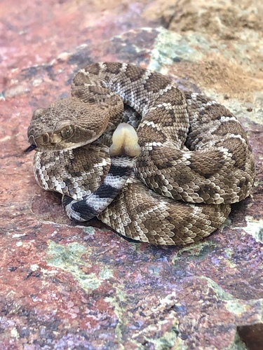 Red Diamond Rattlesnake
