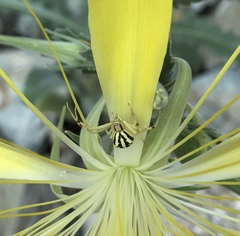 Mecaphesa schlingeri