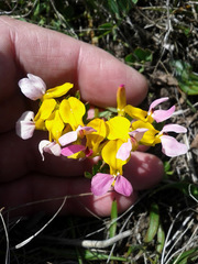 Hosackia gracilis