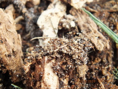 Poecilocrypticus formicophilus
