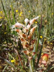Lachenalia polyphylla