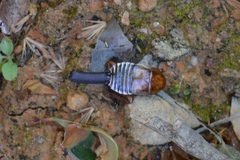 Temnopteryx phalerata