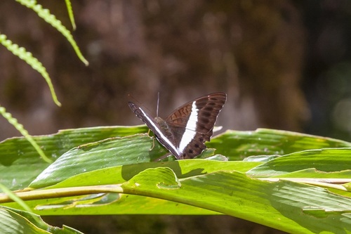 Kinabalu White-banded Count
