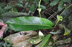 Anthurium dwyeri