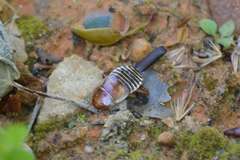 Temnopteryx phalerata