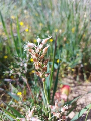 Lachenalia polyphylla