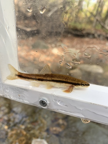 Eastern Blacknose Dace