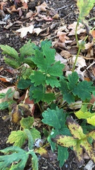 Stylophorum diphyllum