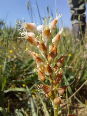 Lachenalia polyphylla