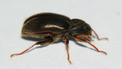 Pelonomus obscurus