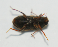 Pelonomus obscurus