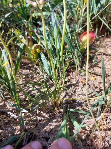 Image of Lachenalia polyphylla by (c) Jacques van der Merwe, some rights reserved (CC BY-SA)