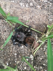 Tliltocatl epicureanus