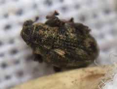 Rhinoncus perpendicularis