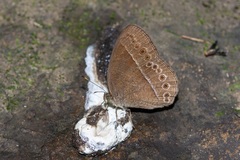 Mycalesis janardana
