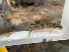 Catostomus
