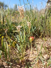 Lachenalia polyphylla