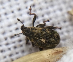 Rhinoncus perpendicularis