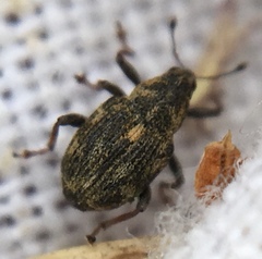 Rhinoncus perpendicularis