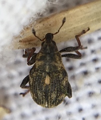 Rhinoncus perpendicularis