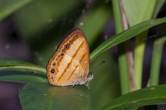 Mycalesis pitana