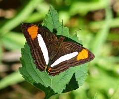 Adelpha falcipennis