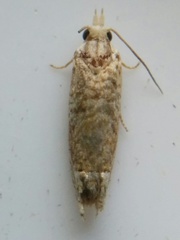 Eucosma ochrocephala